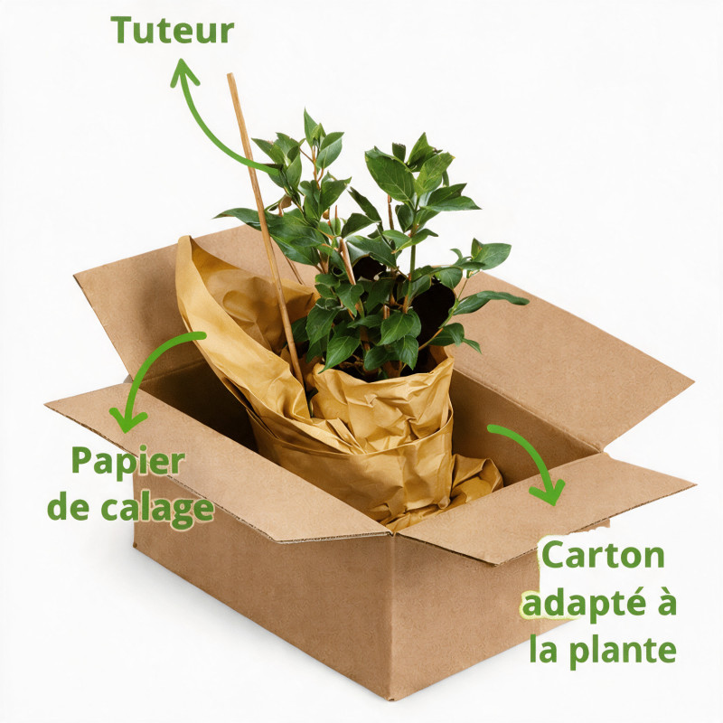Fusain du Japon Green Spire 30/40cm Pot 3L - Euonymus japonicus Green Spire