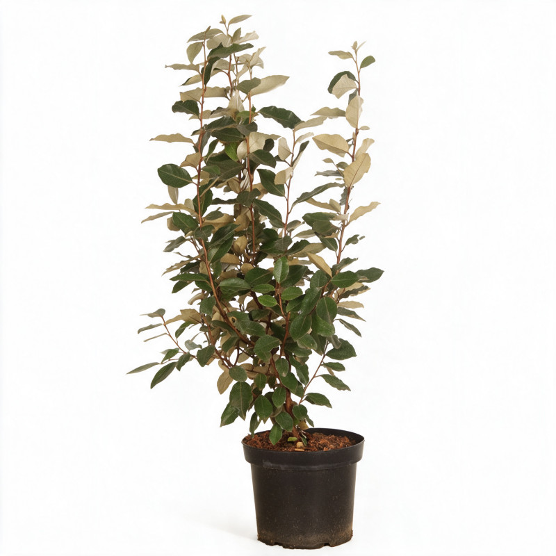 Chalef Compacta 60/80cm Pot 5L - Elaeagnus xebbingei Compacta