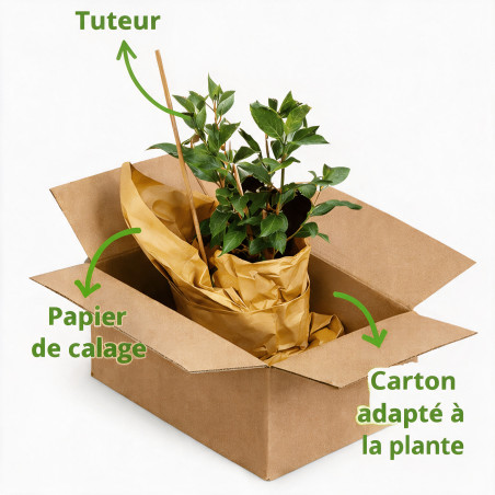 Chalef Compacta 60/80cm Pot 5L - Elaeagnus xebbingei Compacta