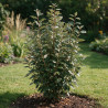 Chalef Compacta 60/80cm Pot 5L - Elaeagnus xebbingei Compacta