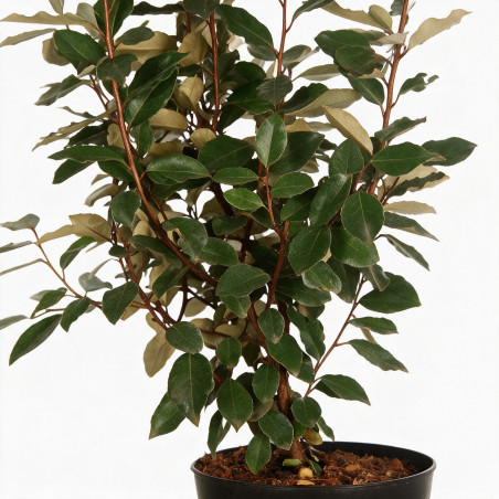 Chalef Compacta 60/80cm Pot 5L - Elaeagnus xebbingei Compacta