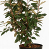 Chalef Compacta 60/80cm Pot 5L - Elaeagnus xebbingei Compacta
