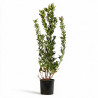 Arbousier - Arbutus unedo 80/100cm Pot 9L