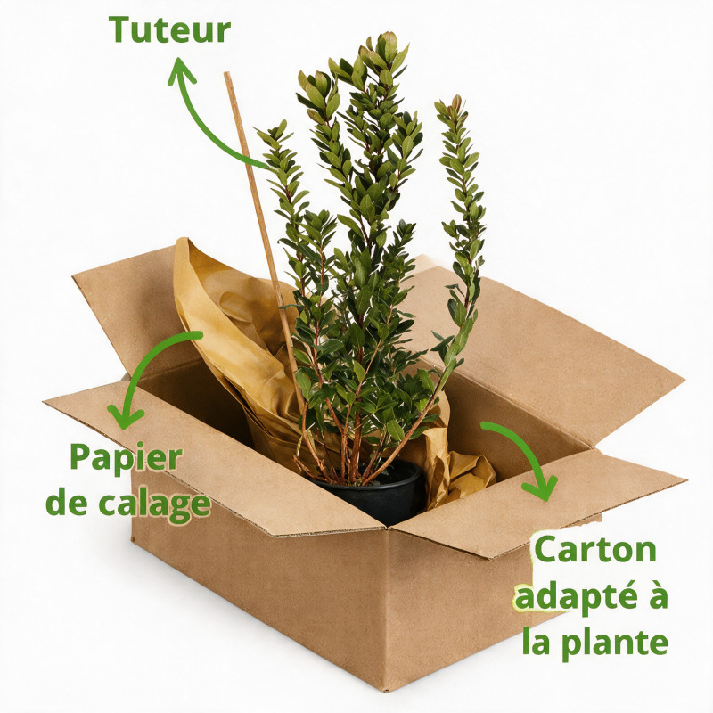Arbousier - Arbutus unedo 80/100cm Pot 9L