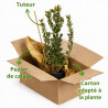 Arbousier - Arbutus unedo 80/100cm Pot 9L