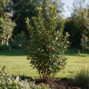 Arbousier - Arbutus unedo 80/100cm Pot 9L