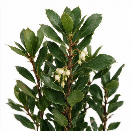 Arbousier - Arbutus unedo 80/100cm Pot 9L