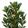 Arbousier - Arbutus unedo 80/100cm Pot 9L