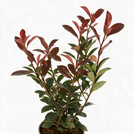 Photinia Camilvy 30/40cm Pot 2L - Photinia xfraseri Camilvy