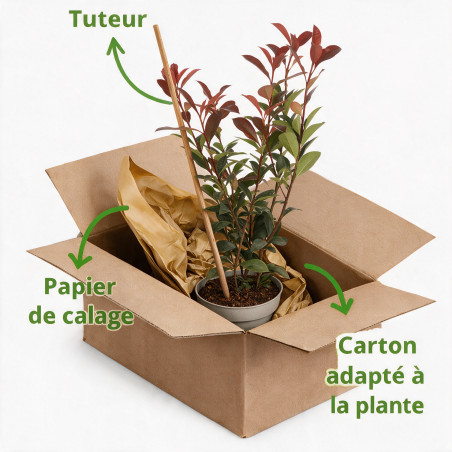 Photinia Camilvy 30/40cm Pot 2L - Photinia xfraseri Camilvy