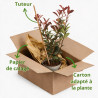 Photinia Camilvy 30/40cm Pot 2L - Photinia xfraseri Camilvy