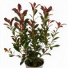Photinia Carré Rouge 50/60cm Pot 3L - Photinia fraseri Carré Rouge