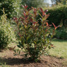 Photinia Carré Rouge 50/60cm Pot 3L - Photinia fraseri Carré Rouge