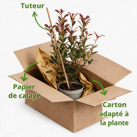 Photinia Carré Rouge 50/60cm Pot 3L - Photinia fraseri Carré Rouge