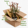 Photinia Carré Rouge 50/60cm Pot 3L - Photinia fraseri Carré Rouge