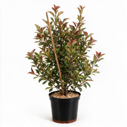 Photinia Carré Rouge 60/80cm Pot 7,5L - Photinia fraseri Carré Rouge