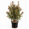 Photinia Carré Rouge 60/80cm Pot 7,5L - Photinia fraseri Carré Rouge