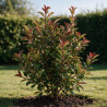 Photinia Carré Rouge 60/80cm Pot 7,5L - Photinia fraseri Carré Rouge