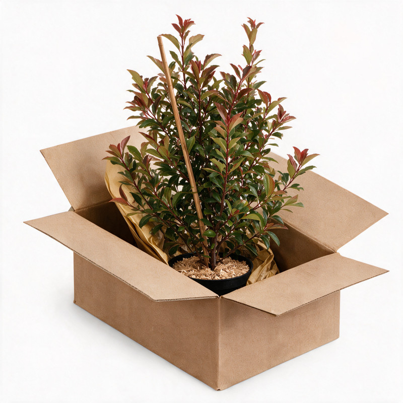 Photinia Carré Rouge 60/80cm Pot 7,5L - Photinia fraseri Carré Rouge