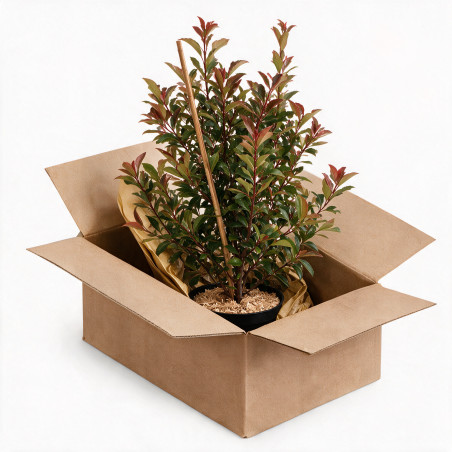 Photinia Carré Rouge 60/80cm Pot 7,5L - Photinia fraseri Carré Rouge