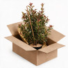 Photinia Carré Rouge 60/80cm Pot 7,5L - Photinia fraseri Carré Rouge