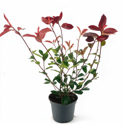 Photinia Red Robin 40/60cm Pot 2L - Photinia xfraseri Red Robin