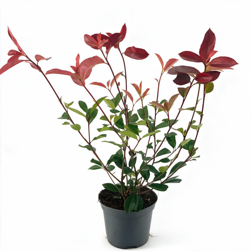Photinia Red Robin 40/60cm Pot 2L - Photinia xfraseri Red Robin