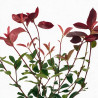 Photinia Red Robin 40/60cm Pot 2L - Photinia xfraseri Red Robin