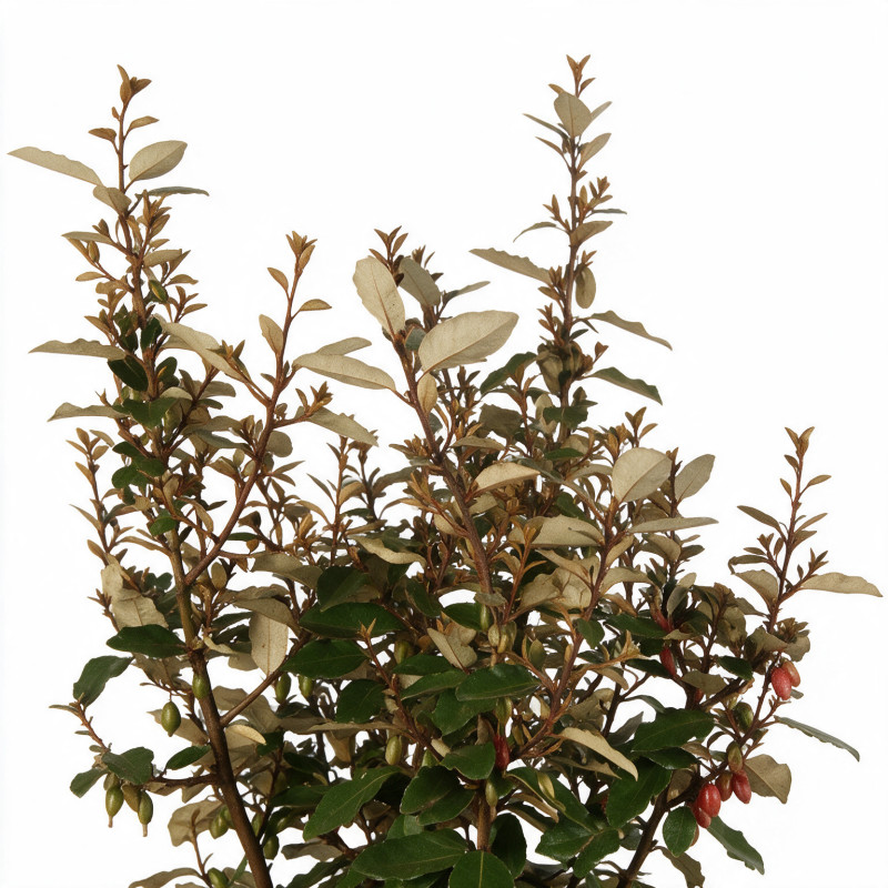 Chalef d’Ebbing compact 60/80cm 10L– Elaeagnus ebbingei Compacta