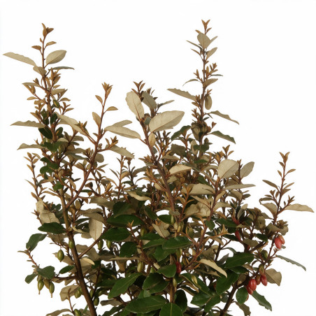 Chalef d’Ebbing compact 60/80cm 10L– Elaeagnus ebbingei Compacta