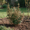 Chalef d’Ebbing compact 60/80cm 10L– Elaeagnus ebbingei Compacta