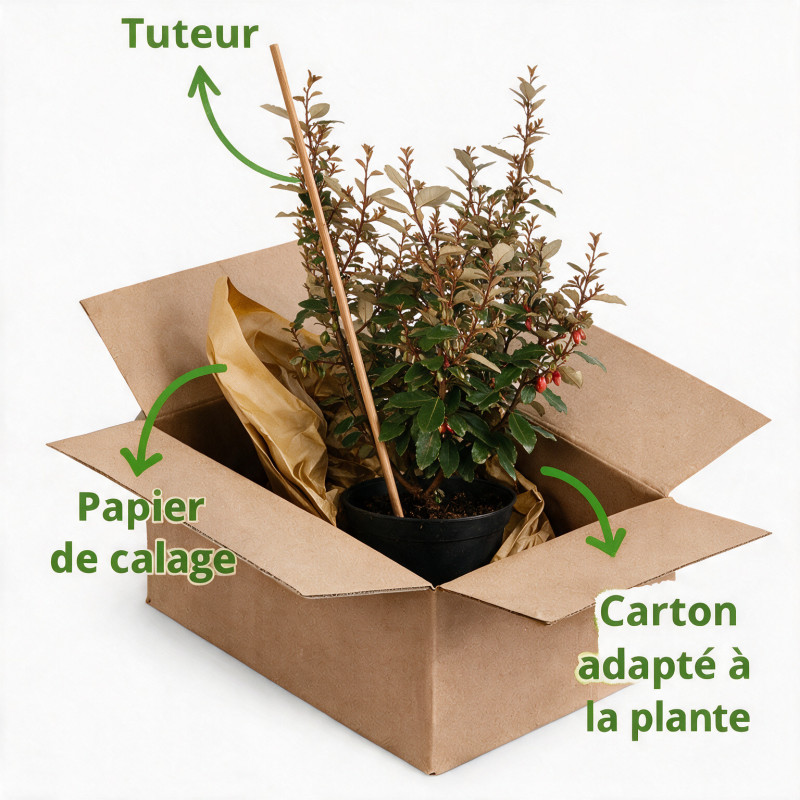 Chalef d’Ebbing compact 60/80cm 10L– Elaeagnus ebbingei Compacta