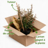 Chalef d’Ebbing compact 60/80cm 10L– Elaeagnus ebbingei Compacta