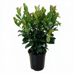Laurier-cerise Bonaparte 50/60cm Pot 6L - Prunus laurocerasus Bonaparte