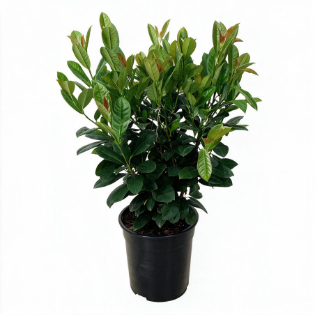 Laurier-cerise Bonaparte 50/60cm Pot 6L - Prunus laurocerasus Bonaparte