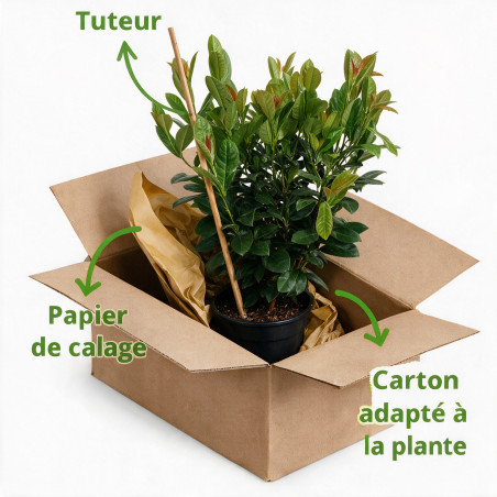 Laurier-cerise Bonaparte 50/60cm Pot 6L - Prunus laurocerasus Bonaparte