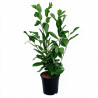 Laurier-cerise Rotundifolia 60/80cm Pot 6L - Prunus laurocerasus Rotundifolia