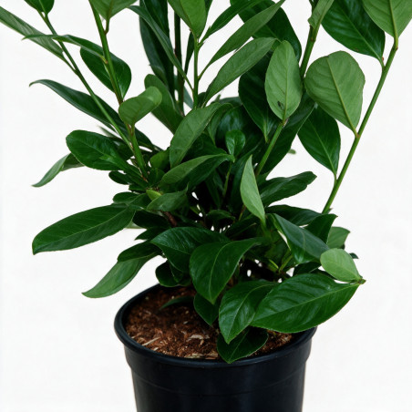Laurier-cerise Rotundifolia 60/80cm Pot 6L - Prunus laurocerasus Rotundifolia