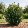 Laurier-cerise Rotundifolia 60/80cm Pot 7,5L - Prunus laurocerasus Rotundifolia