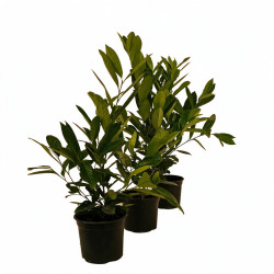 Laurier-cerise du Caucase 40/60cm Pot 3L – Prunus laurocerasus 'Caucasica'