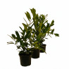 Laurier-cerise du Caucase 40/60cm Pot 3L – Prunus laurocerasus 'Caucasica'