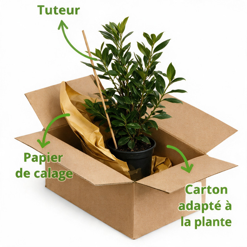 Laurier-cerise du Caucase 40/60cm Pot 3L – Prunus laurocerasus 'Caucasica'