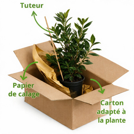 Laurier-cerise du Caucase 40/60cm Pot 3L – Prunus laurocerasus 'Caucasica'