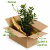 Laurier-cerise du Caucase 40/60cm Pot 3L – Prunus laurocerasus 'Caucasica'