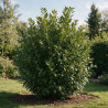 Laurier-cerise du Caucase 40/60cm Pot 3L – Prunus laurocerasus 'Caucasica'