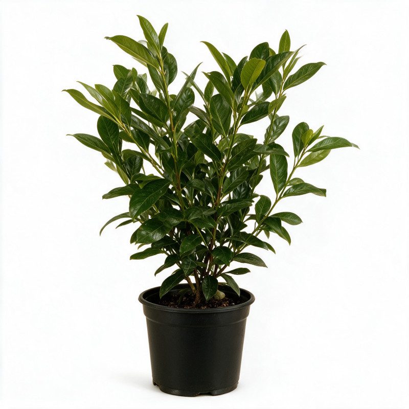 Laurier-cerise du Caucase 40/60cm Pot 3L – Prunus laurocerasus 'Caucasica'