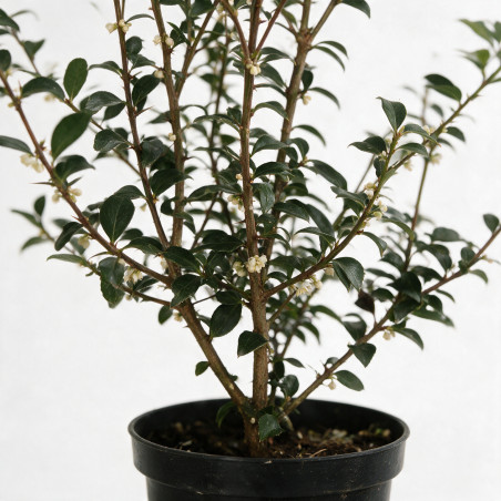 Osmanthe de Burkwood 60/80cm Pot 3L - Osmanthus xburkwoodii