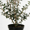 Osmanthe de Burkwood 60/80cm Pot 3L - Osmanthus xburkwoodii