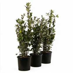 Chêne vert - Quercus ilex 60/80cm Pot 3L