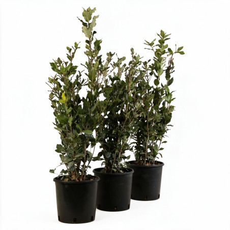 Chêne vert - Quercus ilex 60/80cm Pot 3L